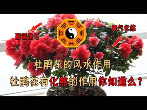 杜鵑風水|【家裡種杜鵑】家裡種杜鵑，風水禁忌超重要！擺對旺家運，擺錯。